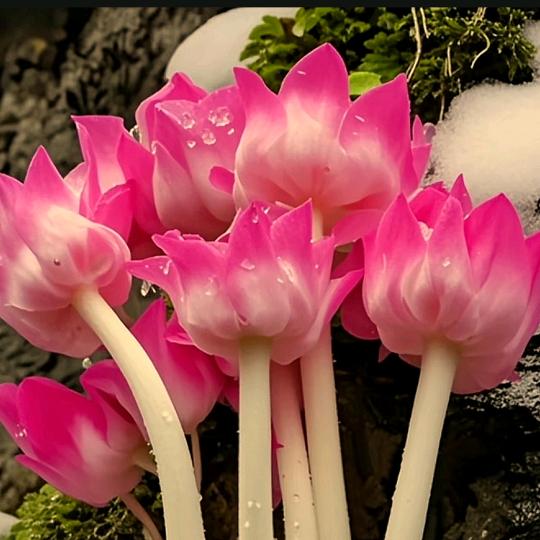 芳