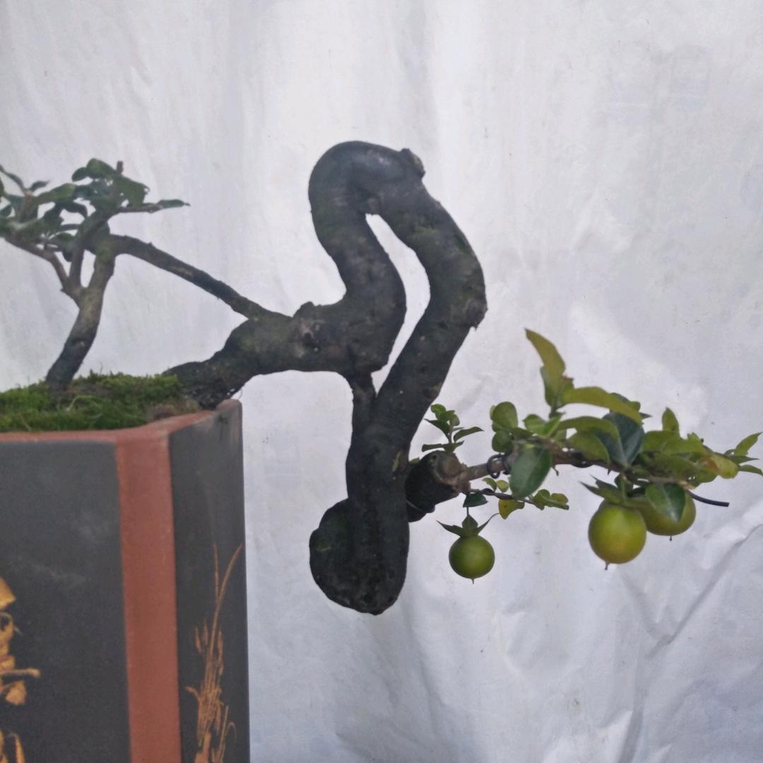 一盆一景经营部