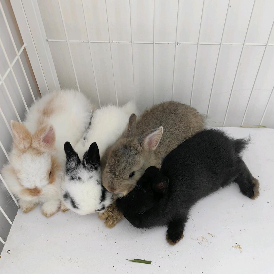 卓越西西爱兔兔