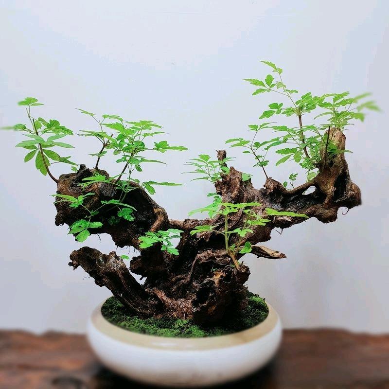 羽佳木盆景