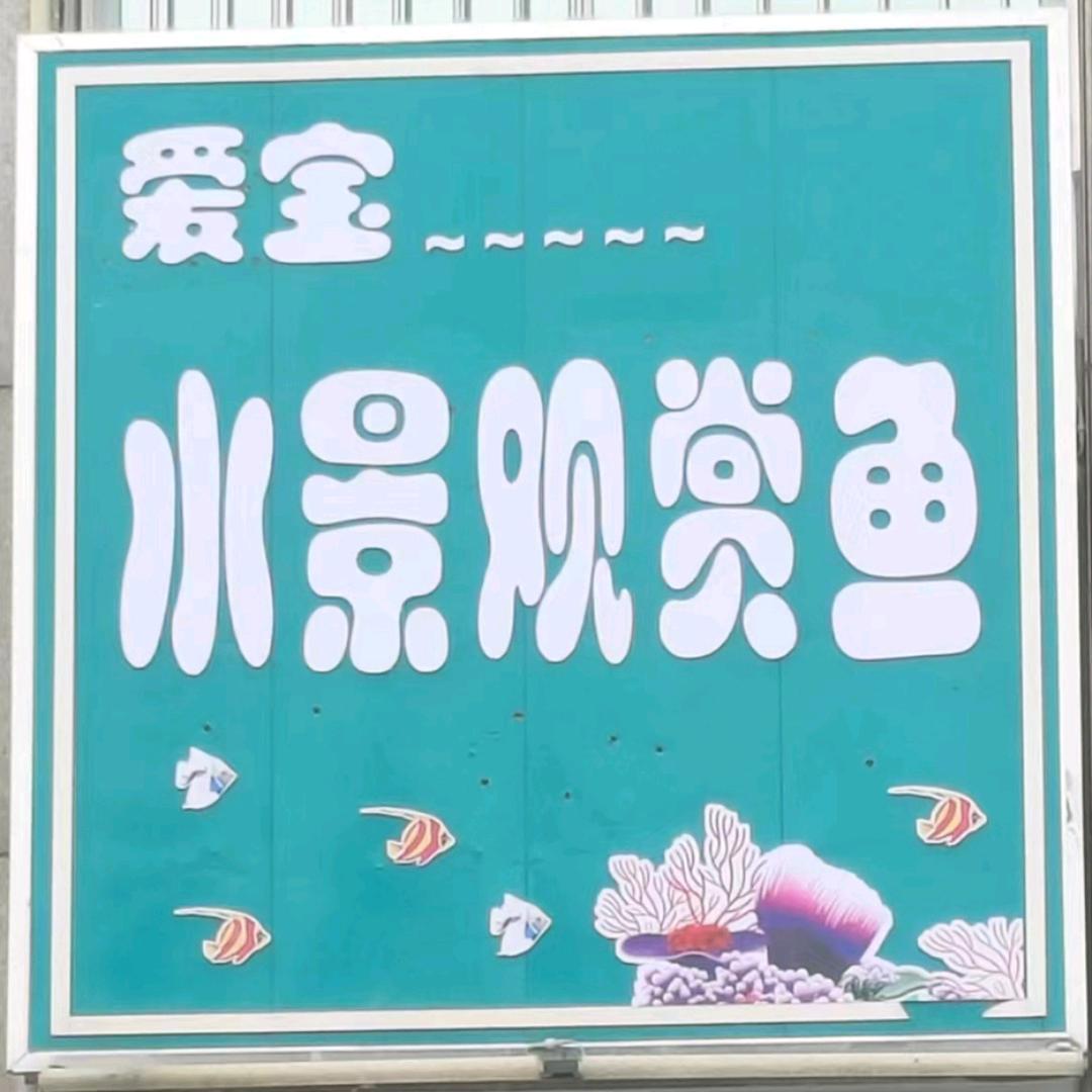 爱宝水景观赏鱼