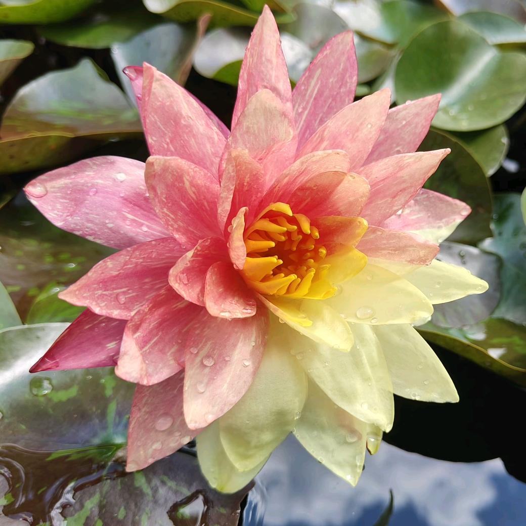 永春花园