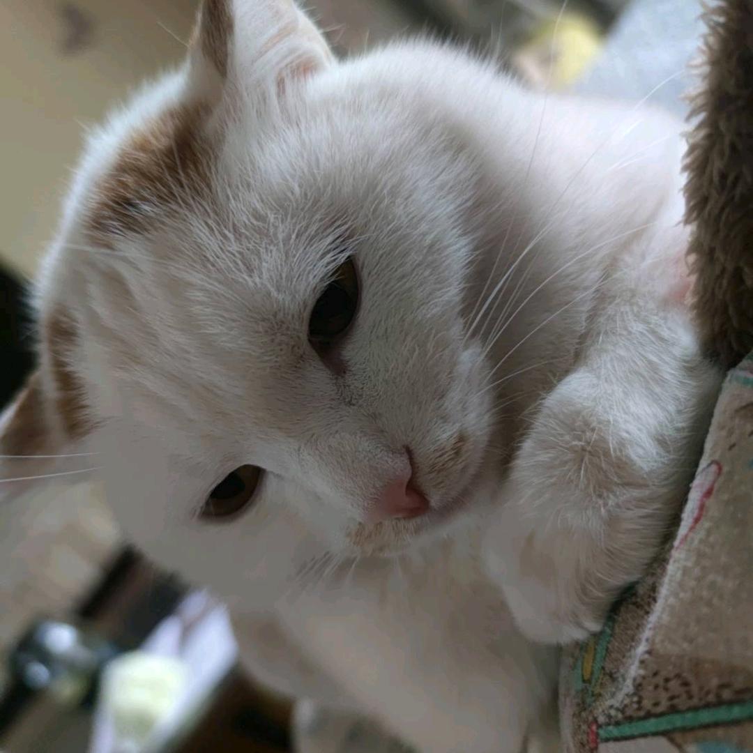 小猫酒郎