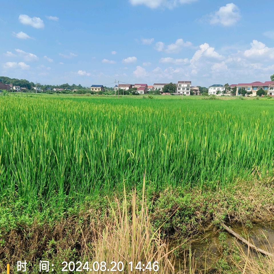 李畋镇景泓合作社