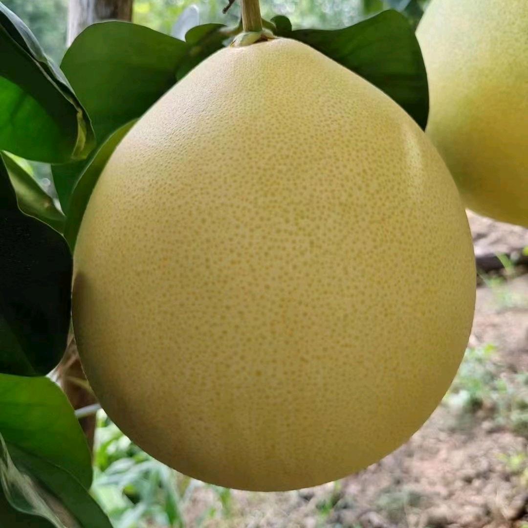 容县水果蜜柚(小覃)