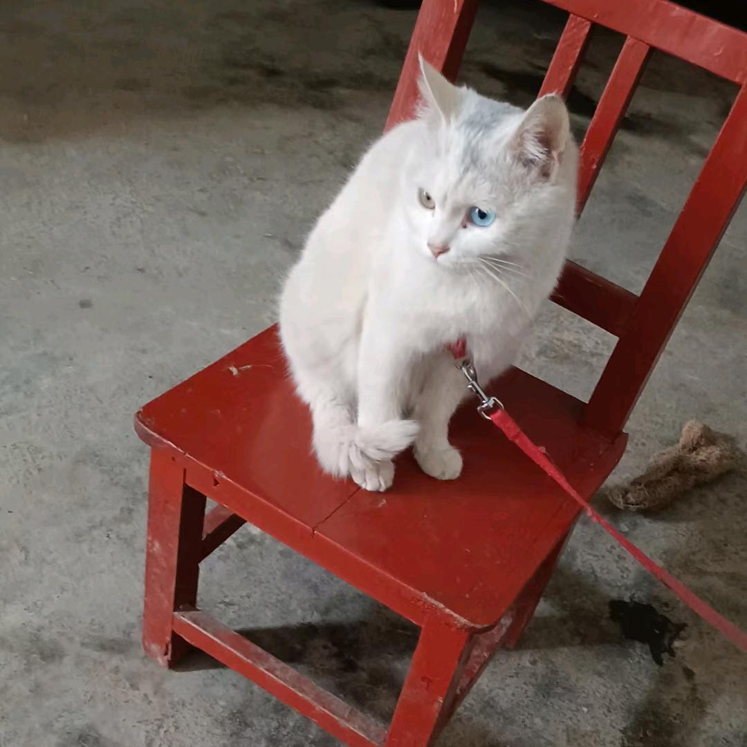 好心情呀