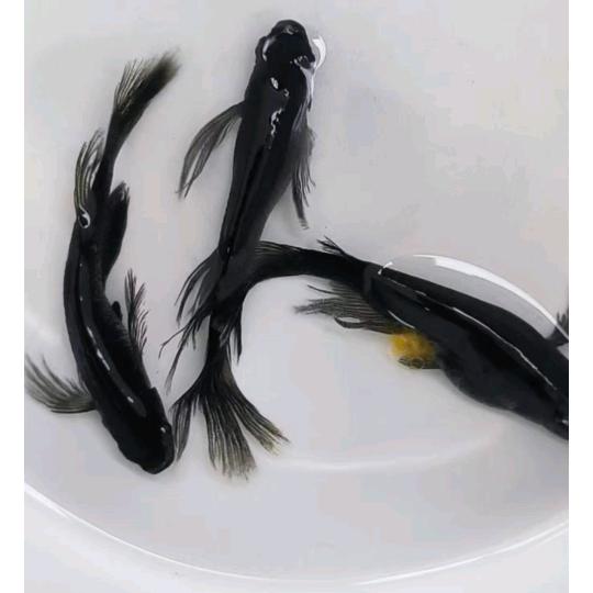 一帆鱂鱼