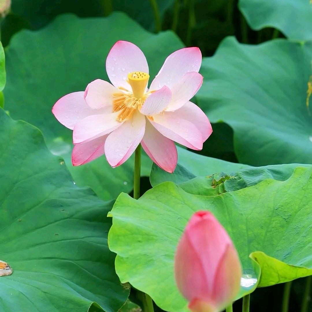 地藏王菩萨心经