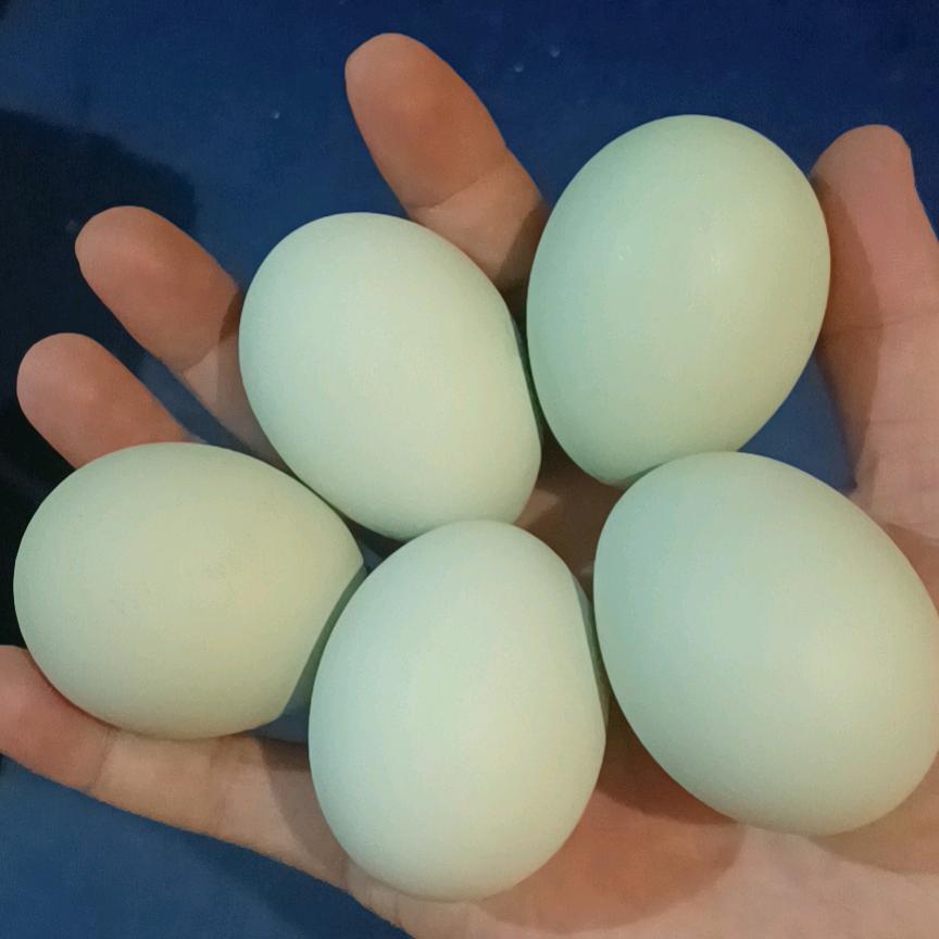 小仙女绿壳蛋