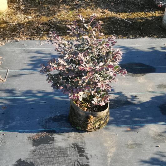 晋图花木场