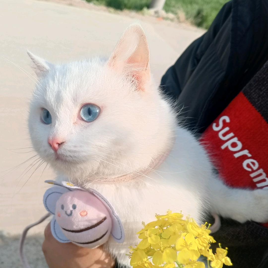 伊伊🌷