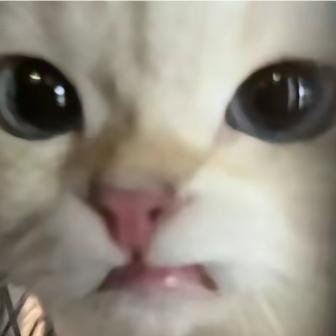 番茄鱼🐟