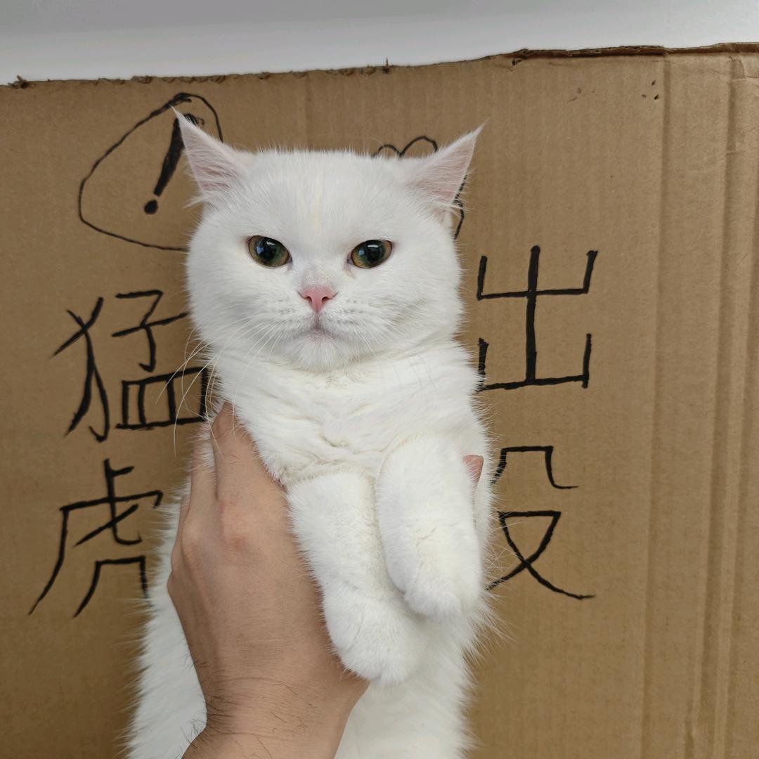 奶糖不嘻嘻