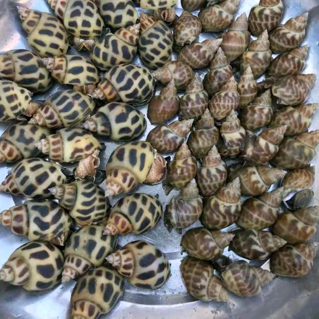 @湛江花螺。小豆水产贸易有限公司🙂🙂
