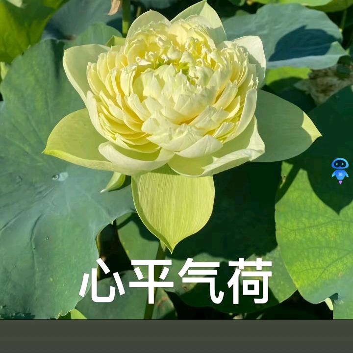 夜夜