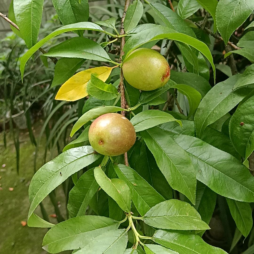 龙哥哥@