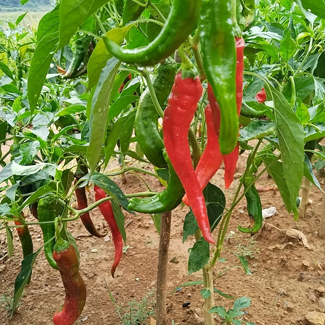 农村小辣椒