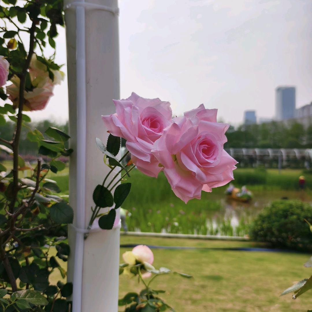 栀子花