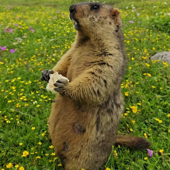 ✧٩(ˊωˋ*)و✧路