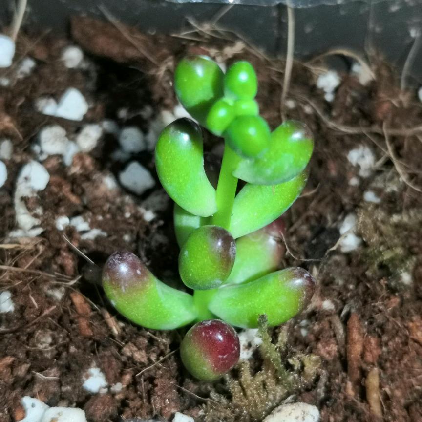 新鲜甄选