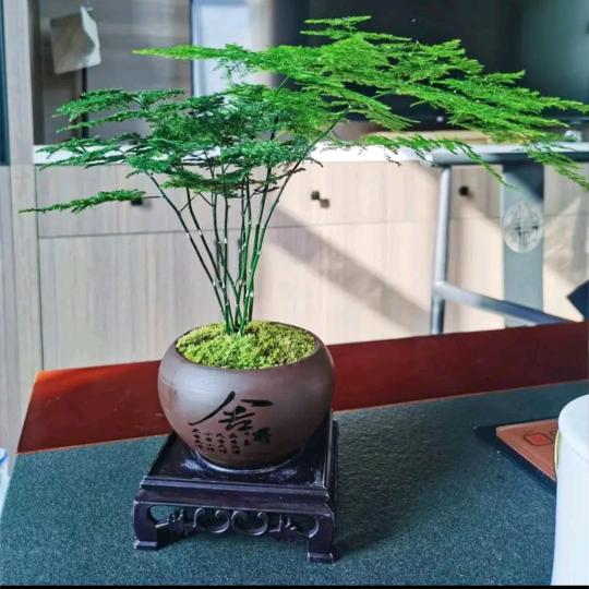 彼岸花开………👨‍👩‍👦‍👦