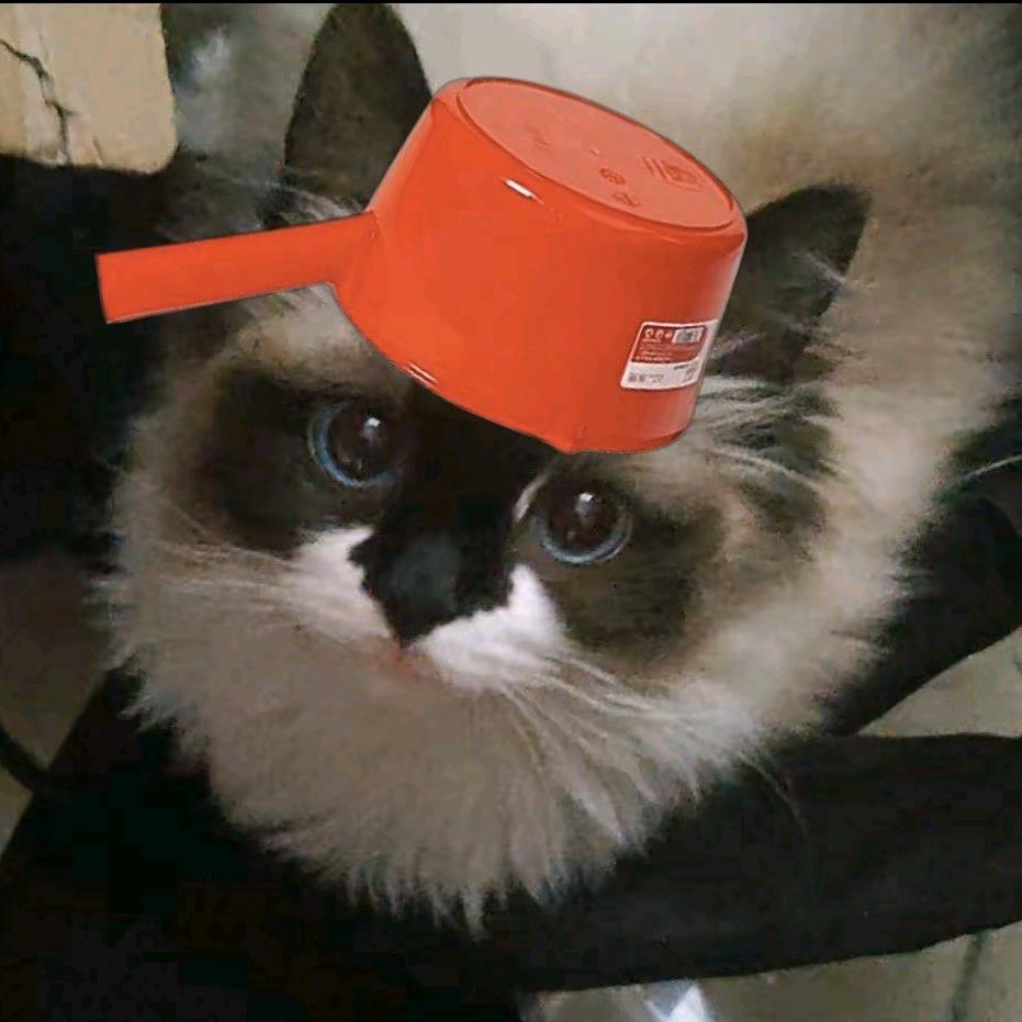 老鼠提刀满街找猫