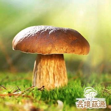 云境菇源山货