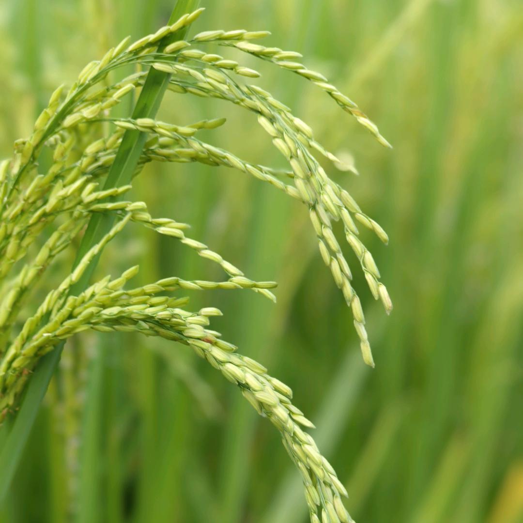 @深情的❤️大妹子