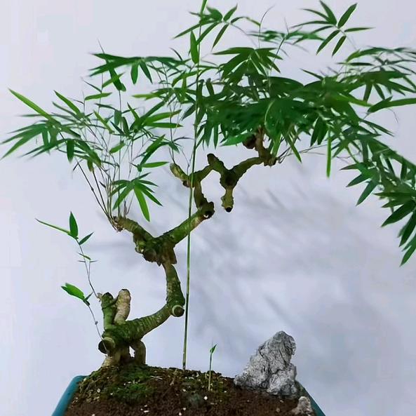 青川绿植
