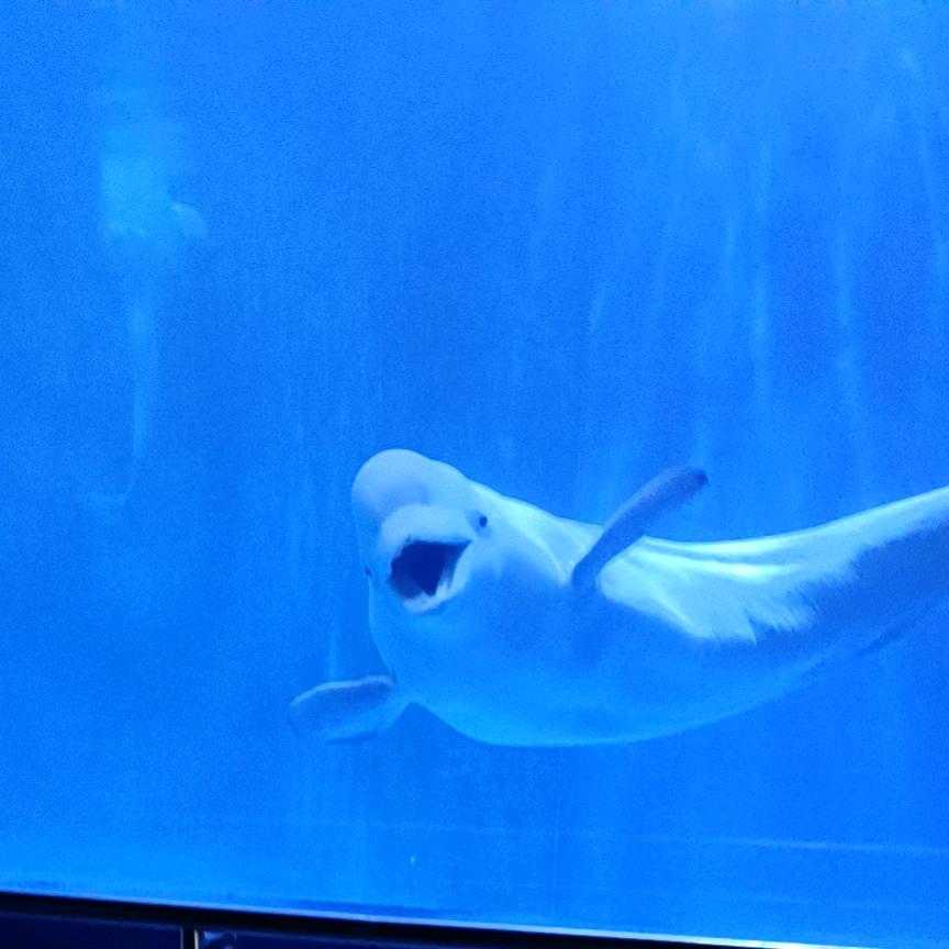 贵州极地海洋世界🐬