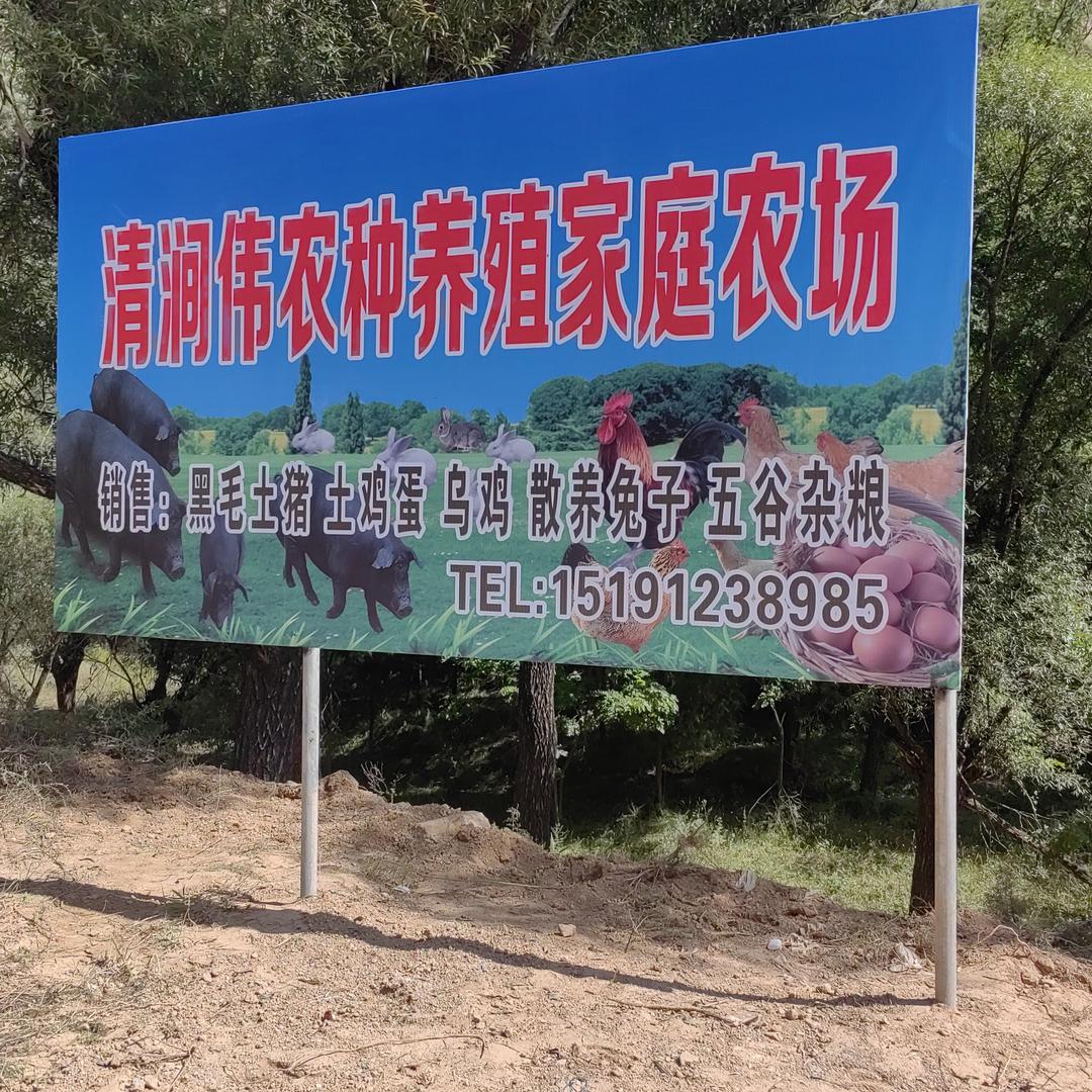 95  陕 北 农 娃