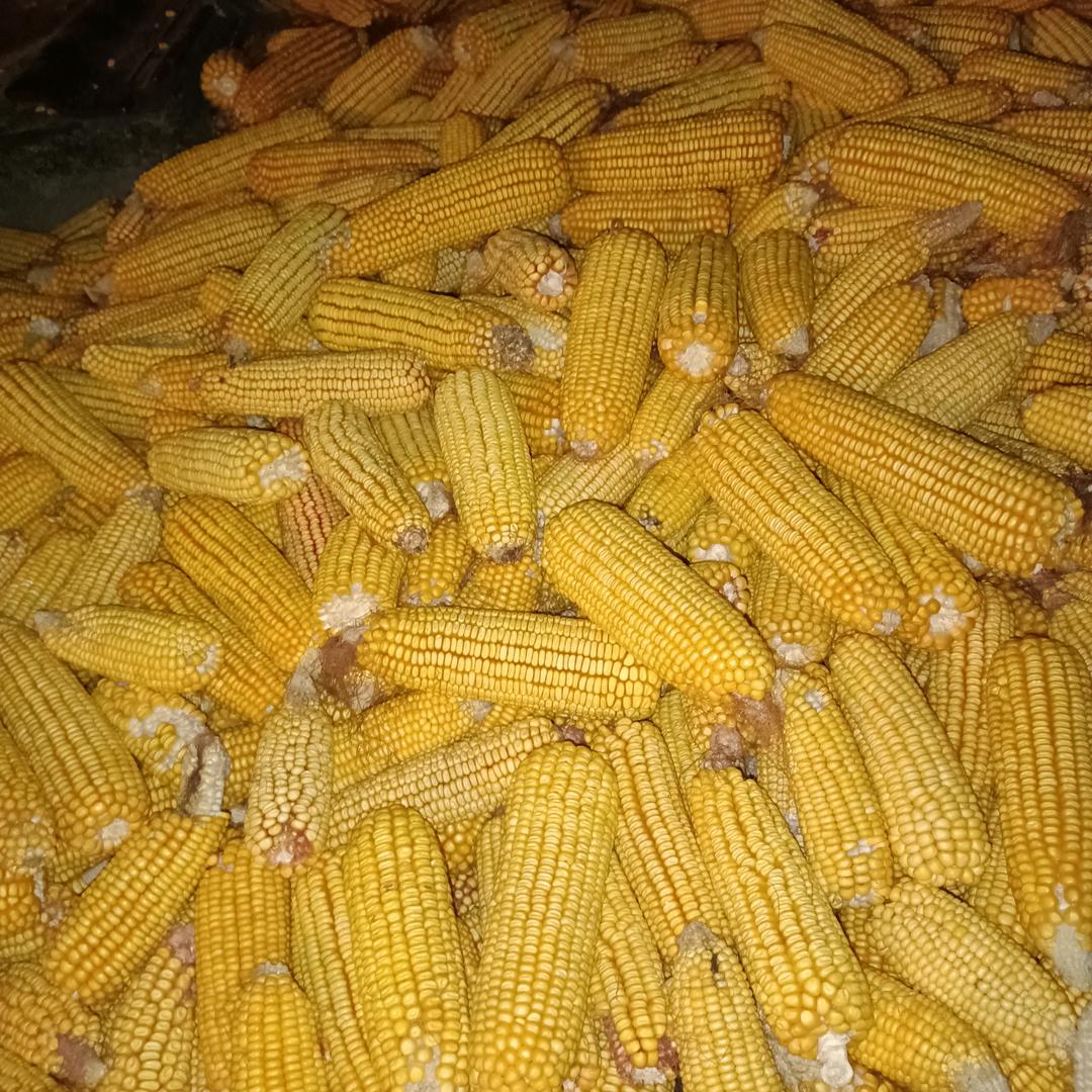 朽劳志