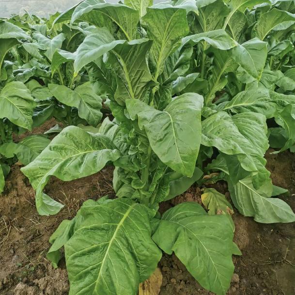 湖南特产小诗诗