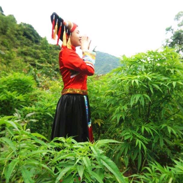 火麻姐与火麻的故事(专注做火麻15年)