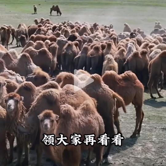 小兰