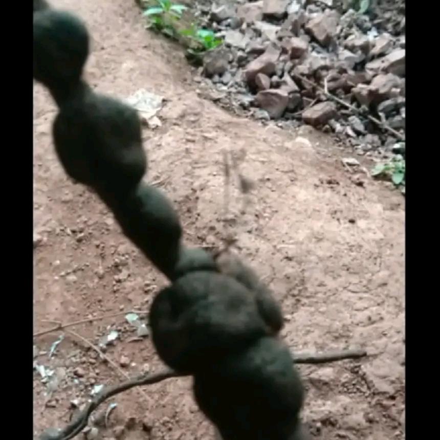 川E（蔺州弹子哥）