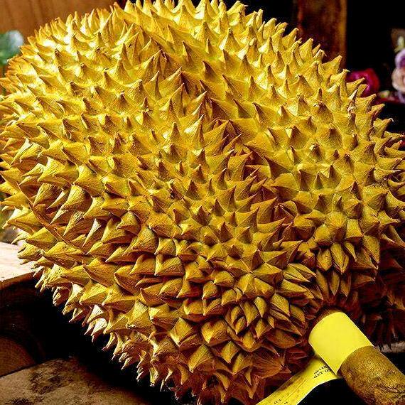 我只是一颗榴莲