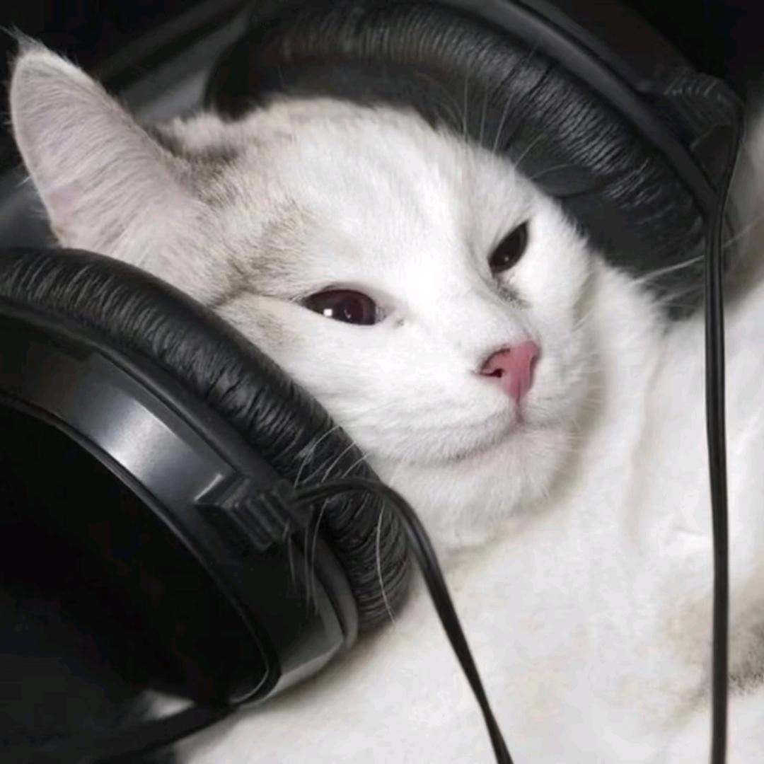 杨嘻嘻（可加群版）