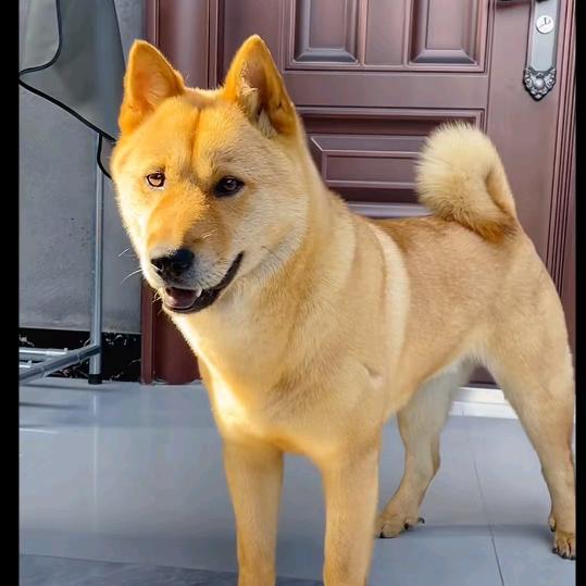 中华田园犬-阿杰