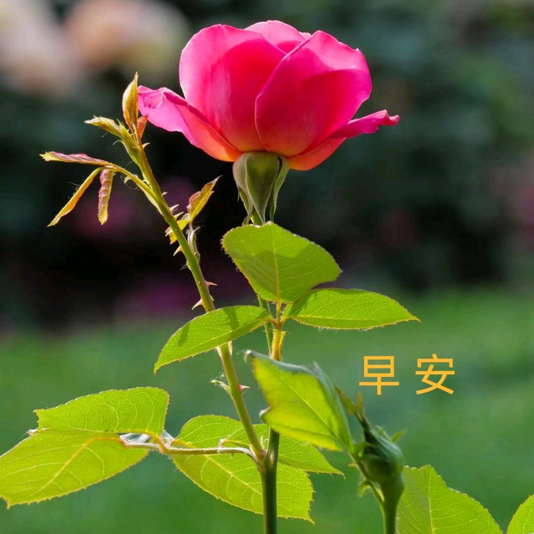 平安姐