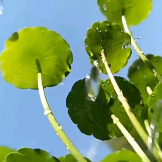 🌈一缕芳香💫