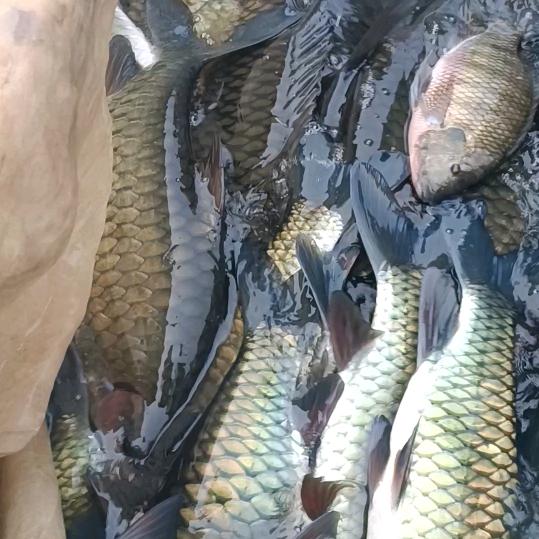 养鱼佬（青竹鱼养殖户）