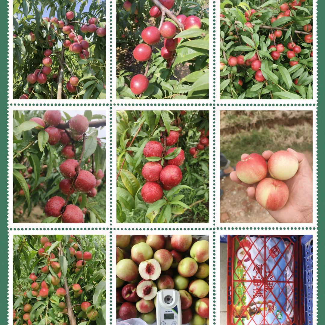 枣阳市万亩早熟桃基地果间集贸易有限公司