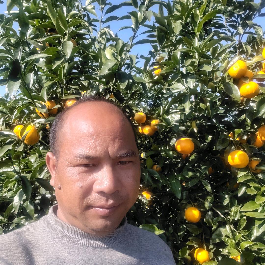 宾川县代办水果葡萄沃柑小杨