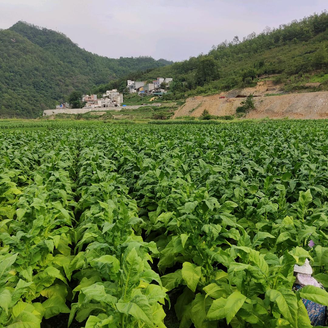 王后一生一范风顺