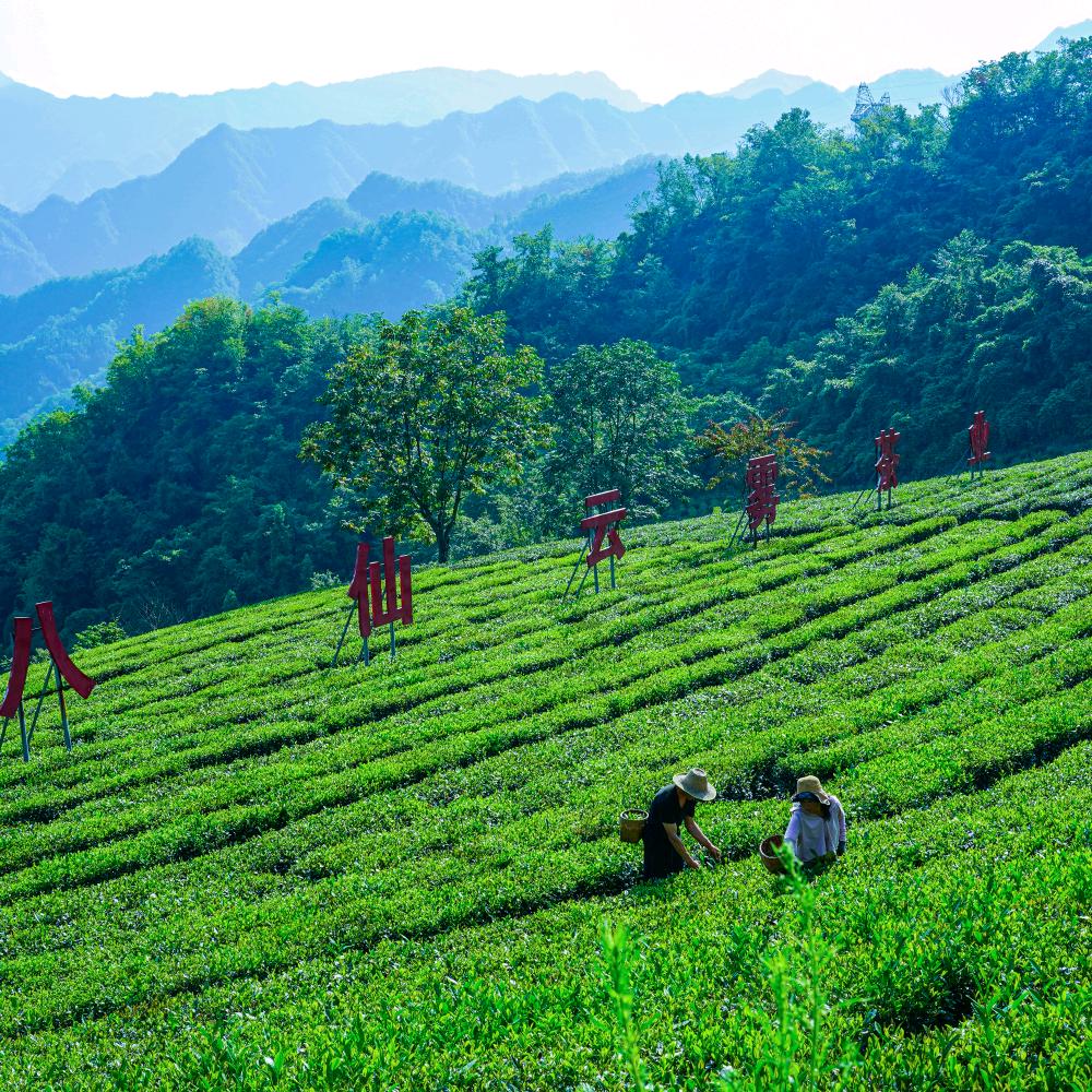 平利县八仙云雾茶业有限公司
