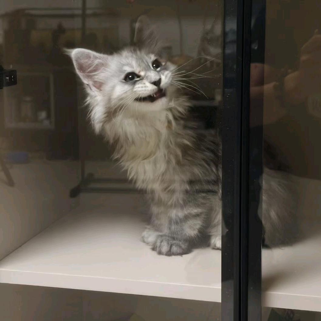 李某人—国服海诺西施