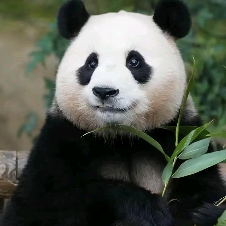 福宝