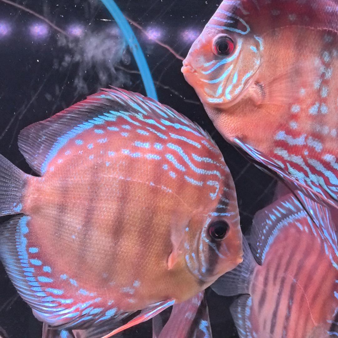 无锡七彩丛林鱼坊