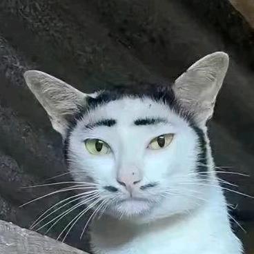 小西瓜也不能掉队